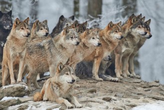 Image de Wolfpack in Winter