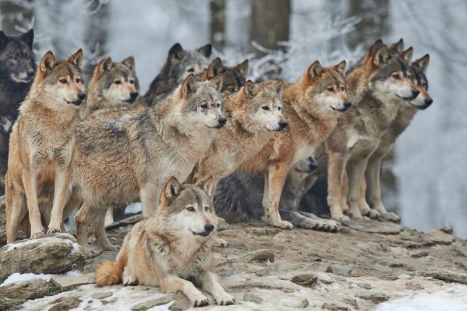 Picture of Wolfpack in Winter