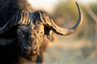 Image de Buffalo in Bushveld
