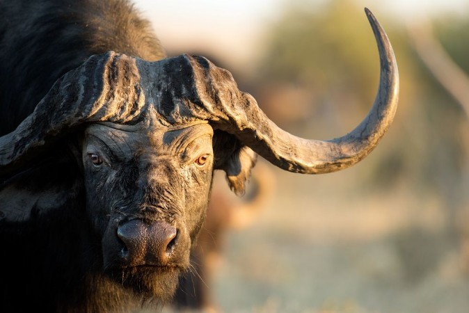 Buffalo in Bushveld photowallpaper Scandiwall