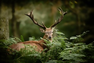 Afbeeldingen van Cerf brame chasse bois mammifre roi fort cervid fougre s