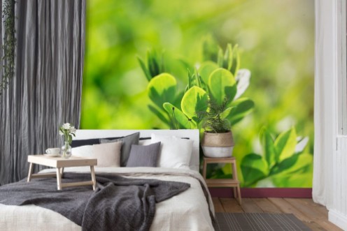 Afbeeldingen van Fresh Spring Leaves