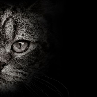 Picture of Dark muzzle cat close-up front view