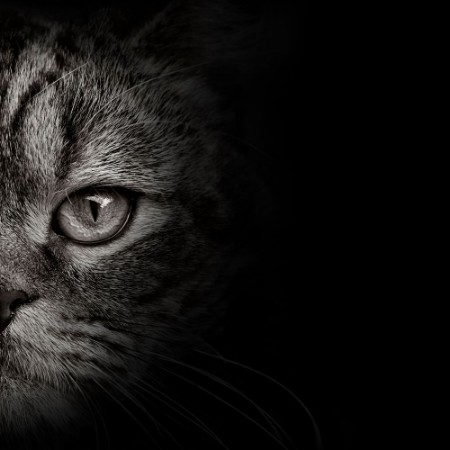 Afbeeldingen van Dark muzzle cat close-up front view