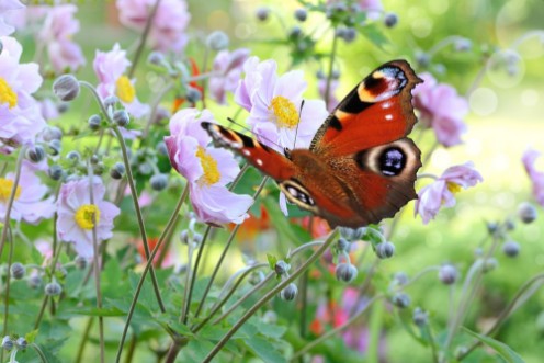 Picture of Schmetterling 201