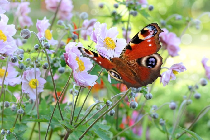 Attēls Schmetterling 201