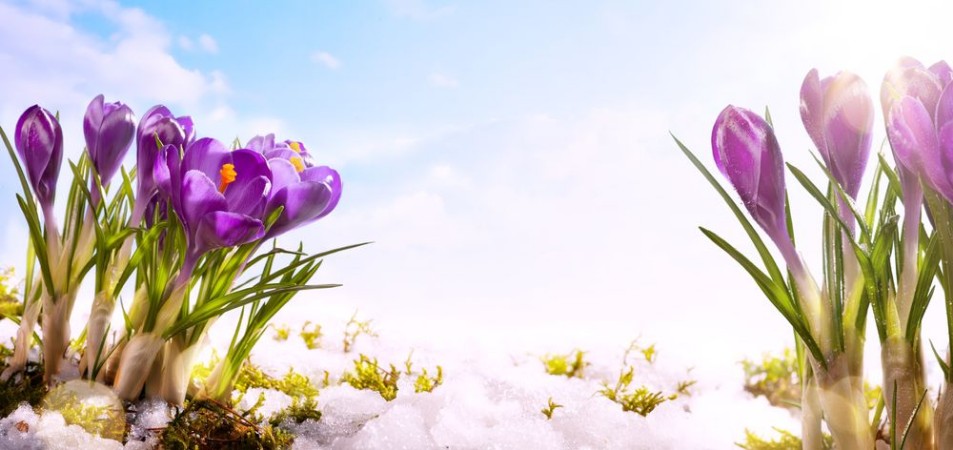 Image de Art spring flower  background