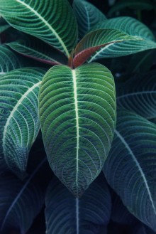 Image de Photosynthesis