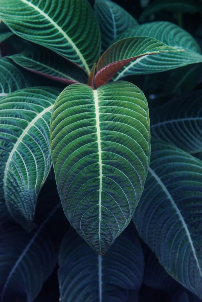 Bild på Photosynthesis