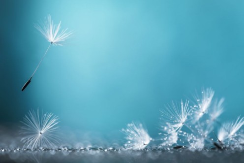 Picture of Dandelion