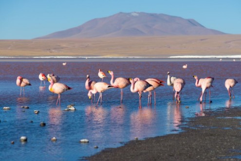 Image de Pink flamingos at Laguna Colorada on the Bolivian Andes