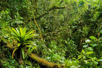 Bild von Podocarpus