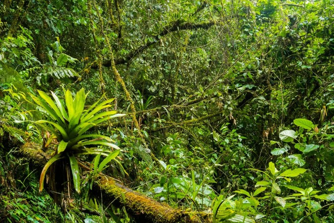 Afbeeldingen van Podocarpus