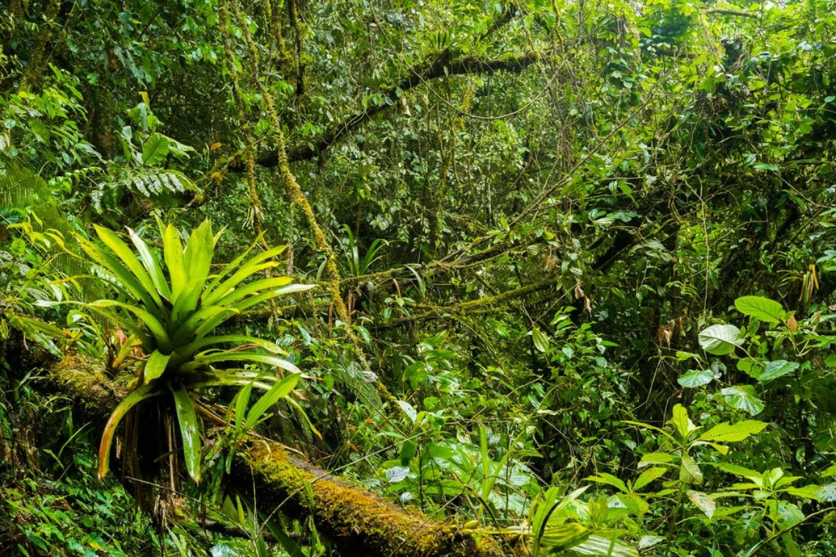 Picture of Podocarpus