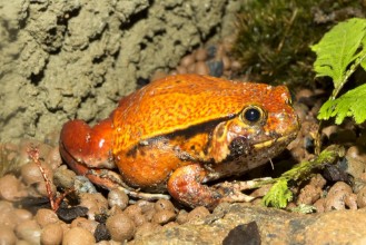 Pilt False tomato frog Dyscophus guyneti