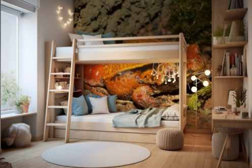 Afbeeldingen van False tomato frog Dyscophus guyneti