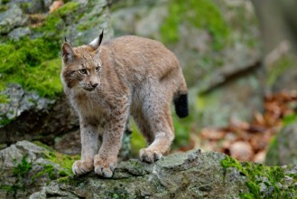 Bild på Walking eurasian wild cat Lynx on green moss stone in green forest in background