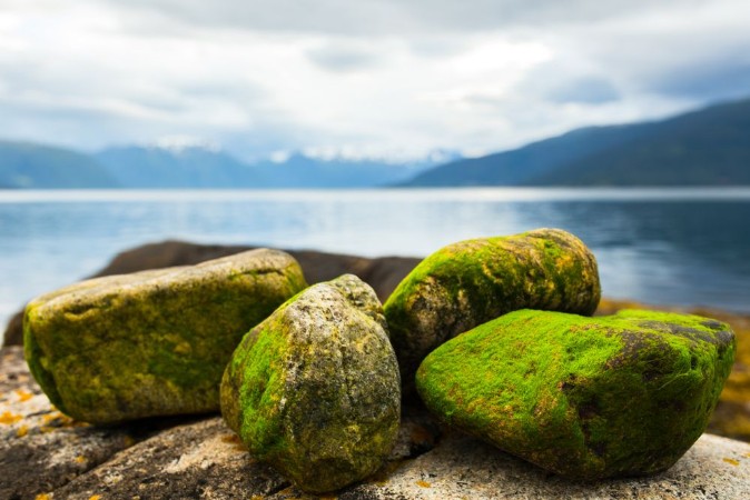 Picture of Stones on the beach Norway