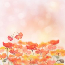 Immagine di Poppy Flowers Blossom