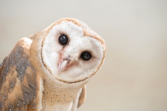 Εικόνα της Common barn owl  Tyto albahead  close up