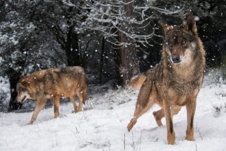 Slika Wolves in the snow in winter