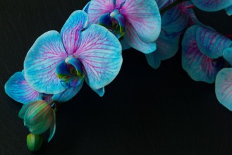 Bild von Bunch of violet orchids 