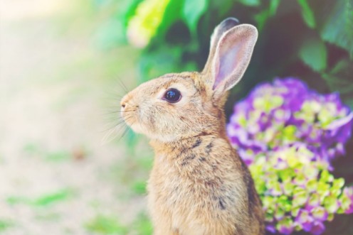 Picture of Rabbit in front of a hydrangea bush