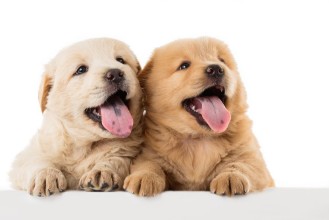 Afbeeldingen van Fluffy Chow-chow puppy