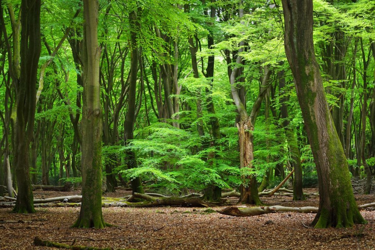 Afbeeldingen van Walkway in a green spring forest Veluwe the Netherlands Panoramic scenery Mighty deciduous trees oak beech maple tree logs carpet of golden leaves Nature seasons ecology ecotourism