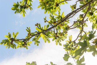 Image de Green fig fruits on branches 
