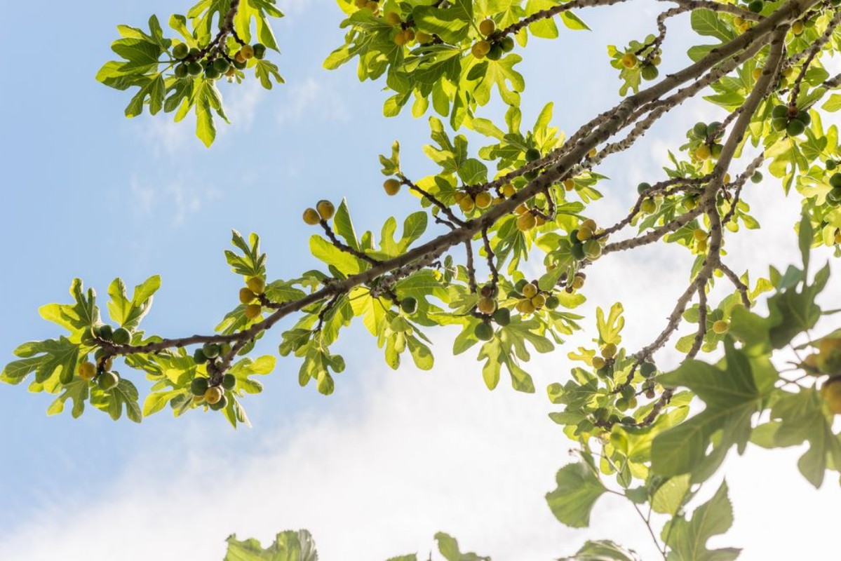 Image de Green fig fruits on branches 