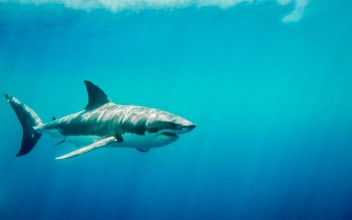 Picture of Great white shark swimming in the blue Pacific Ocean  at Guadalupe Island in Mexico under sun rays