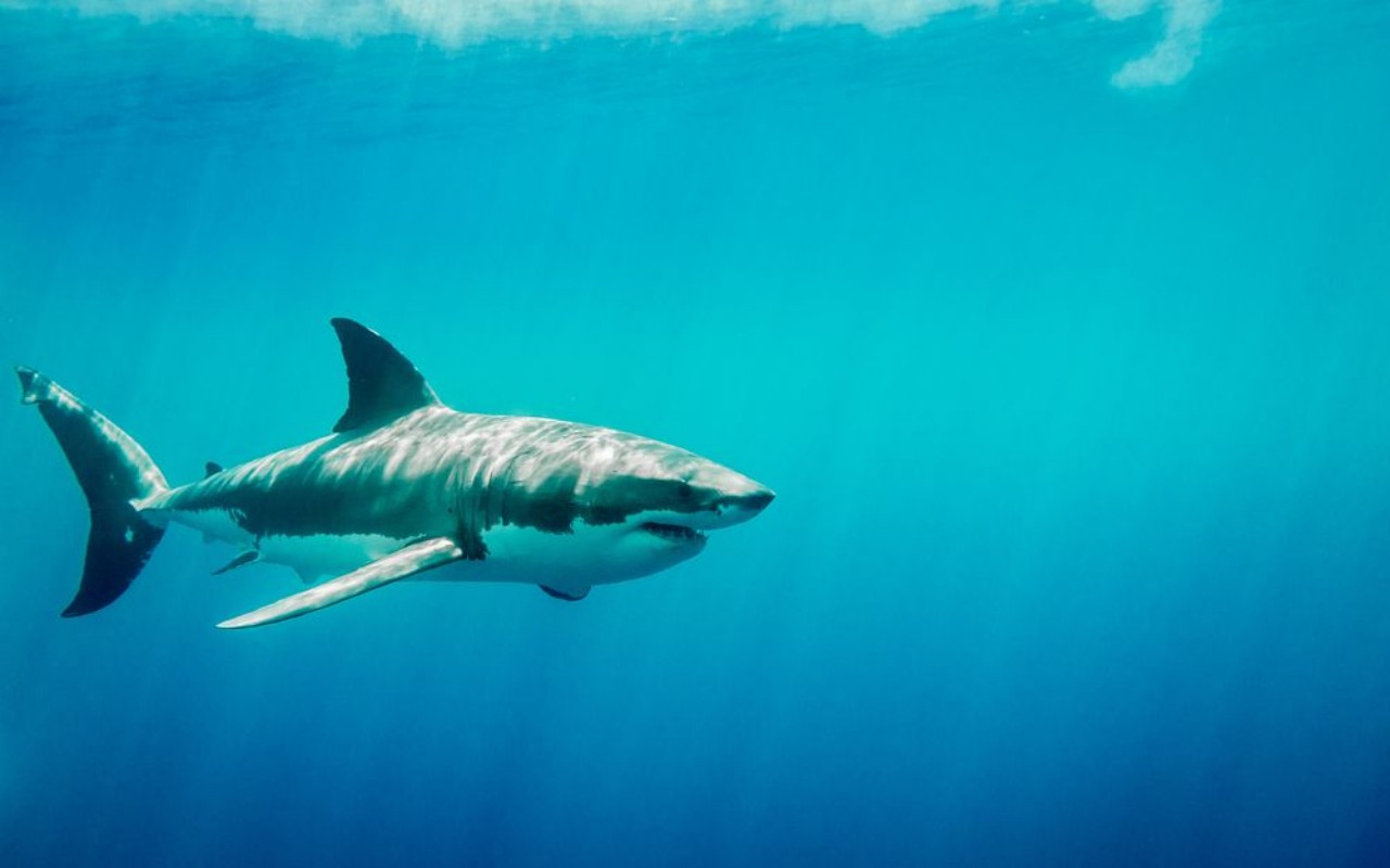 Picture of Great white shark swimming in the blue Pacific Ocean  at Guadalupe Island in Mexico under sun rays