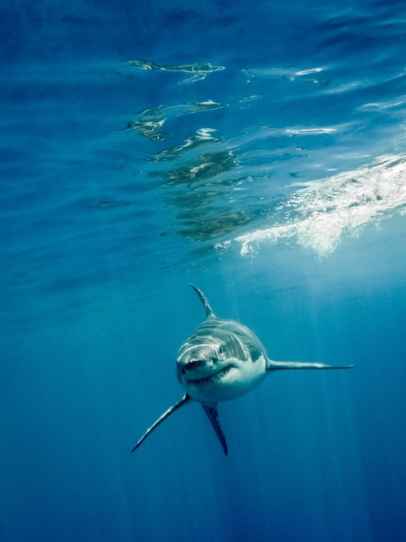 Picture of Great white shark swimming front with its main four fins in the blue Pacific Ocean at Guadalupe Island in Mexico under sun rays
