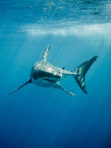 Picture of Great white shark with its main four fings swimming under sun rays in the blue Pacific Ocean  at Guadalupe Island in Mexico