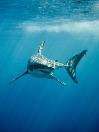 Picture of Great white shark with its main four fings swimming under sun rays in the blue Pacific Ocean  at Guadalupe Island in Mexico