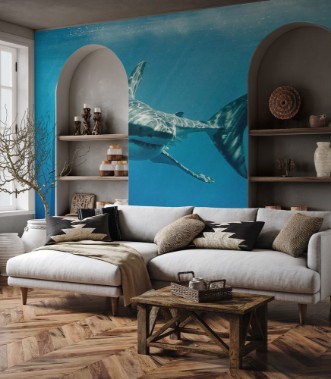 Picture of Great white shark with its main four fings swimming under sun rays in the blue Pacific Ocean  at Guadalupe Island in Mexico