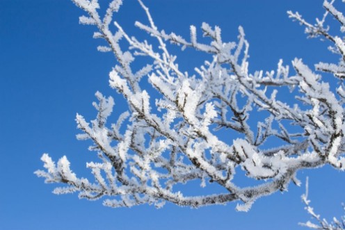 Picture of Ramo innevato