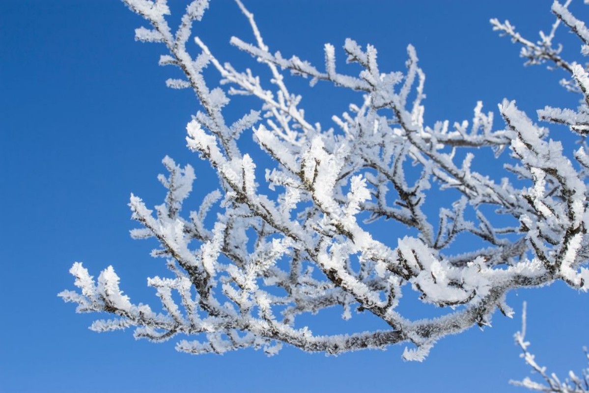 Image de Ramo innevato