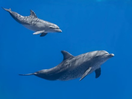 Picture of Serene Dolphins