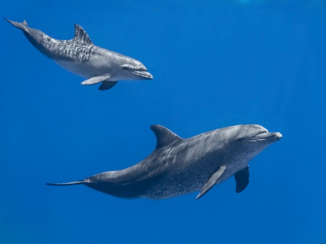 Picture of Serene Dolphins