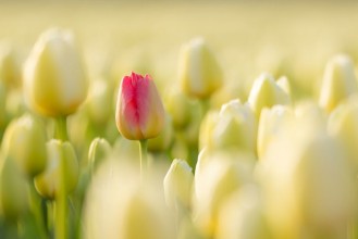 Pilt One red Dutch tulip