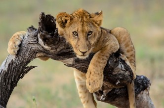 Bild von Young lion hanging out