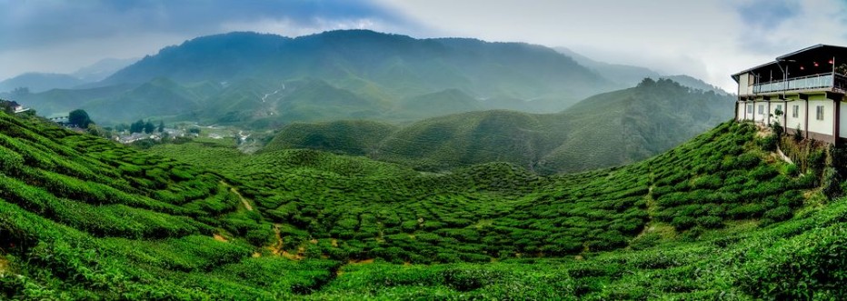 Picture of Wide view the beautiful tea plantation at Cameron Highland Malaysia Hill curve and slope with fog cloudy sky with cropped image restaurant