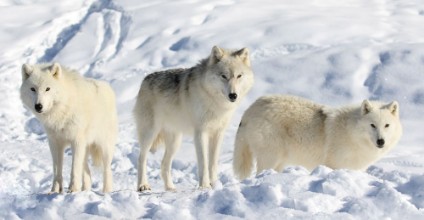 Picture of Meute