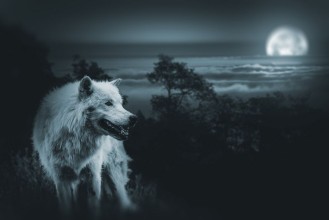 Picture of Full Moon Wolf Hunt
