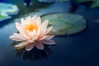 Bild på A beautiful pink waterlily or lotus flower in pond