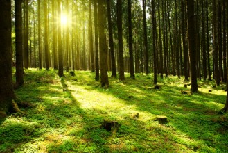 Bild von Sunlight in the green forest