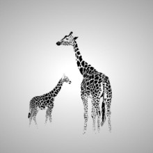 Slika Giraffe with her baby