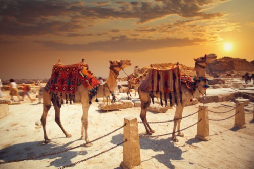Picture of Camel near of great pyramid in egypt